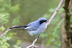 Masked Gnatcatcher